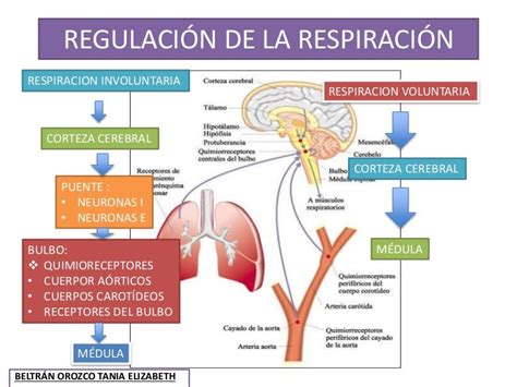 Regulación de la respiración .